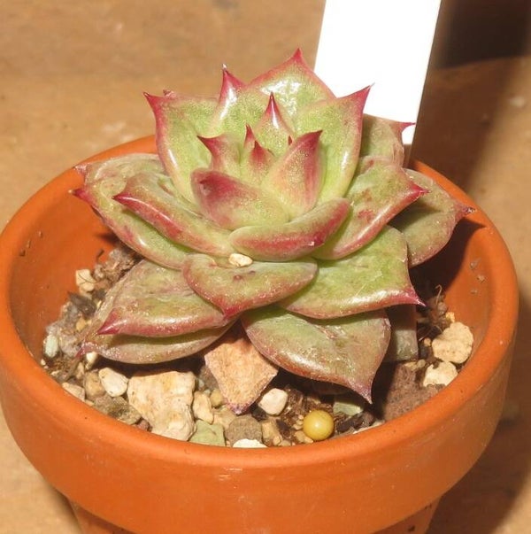 Echeveria x Agavoides - New!!!