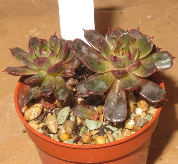 Echeveria cv Skorpion