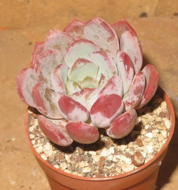 Pachyveria cv Pink Pastel - 2 Blätter / Blattstecklinge