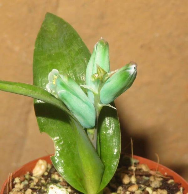 Lachenalia viridiflora türkisfarbene Hyazinthe – Bulb / Zwiebel