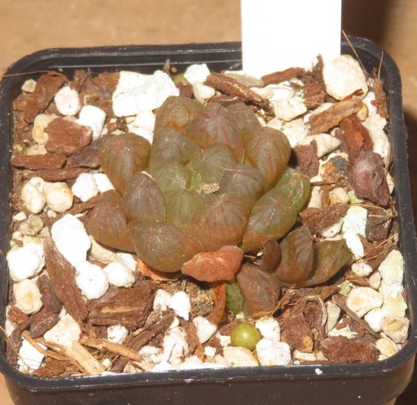 Haworthia cooperi v. truncaca