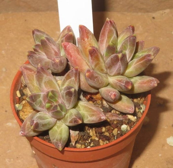 Pachyphytum compactum cv Red Tips
