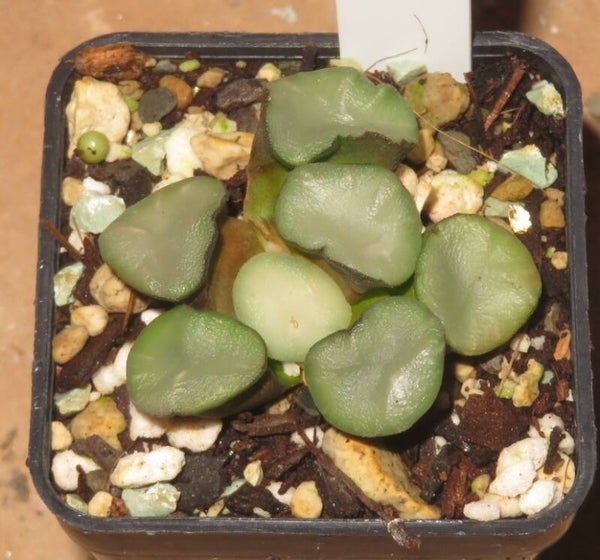 Haworthia maughanii cv Sapphire Super Lens