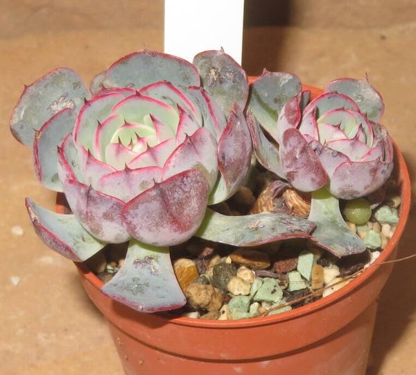 Echeveria El Encino