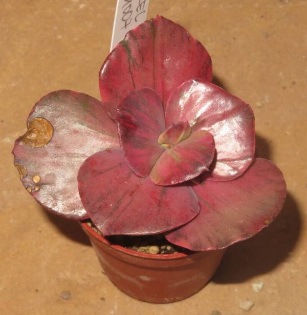 Echeveria cv Suyon Frill  variegata