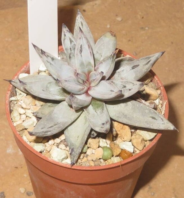 Echeveria unguiculata