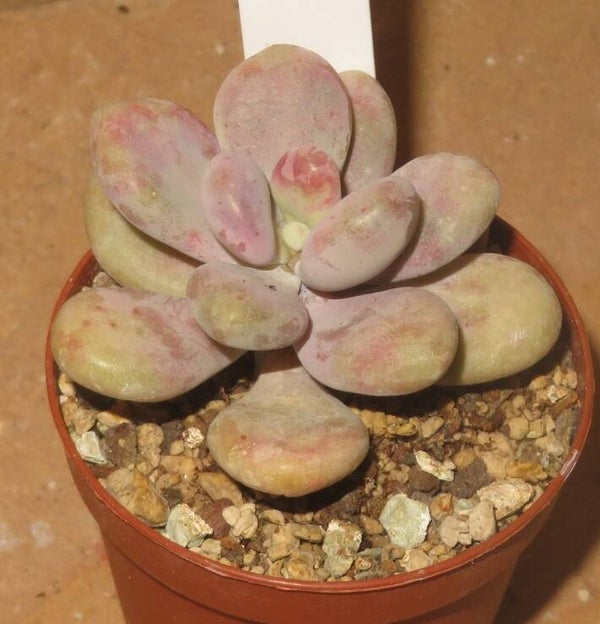 Graptopetalum amethystinum