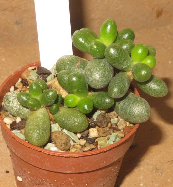 Sedum hernandezii