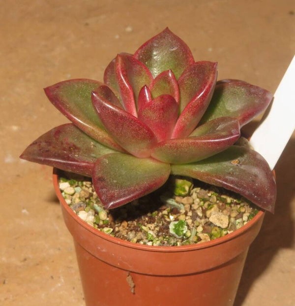 Echeveria cv Painted Rose