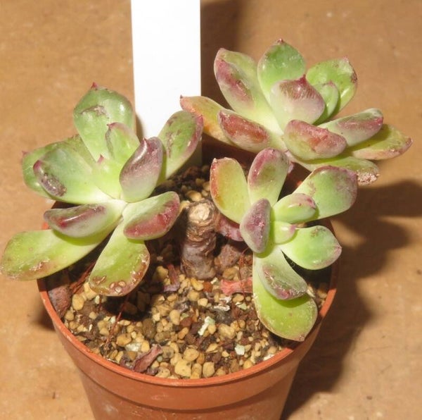 Echeveria setosa v oteroi
