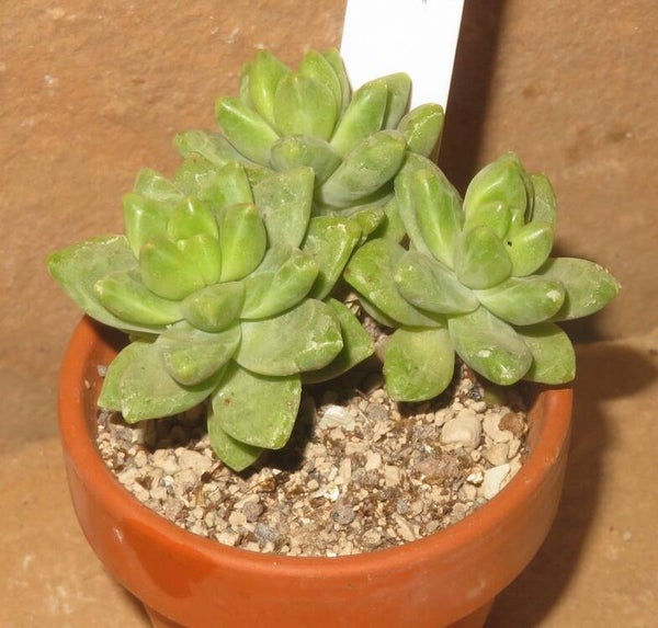 Sedum cv Alice Evans
