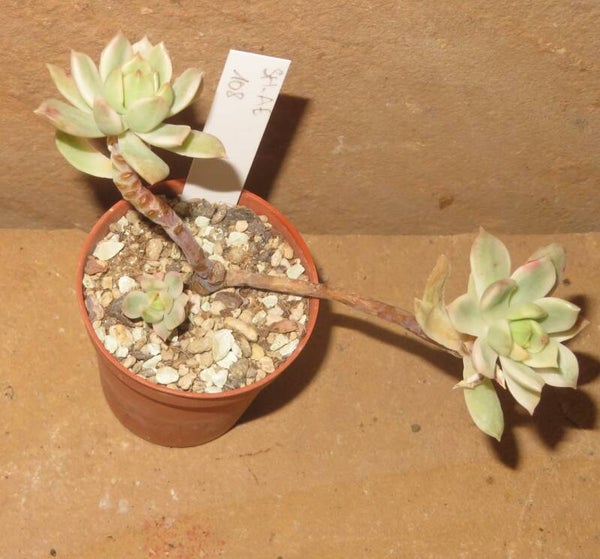 Sedeveria cv Markus variegata
