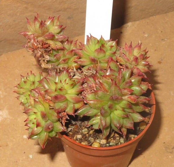 Echeveria agavoides cv RAIN STAR