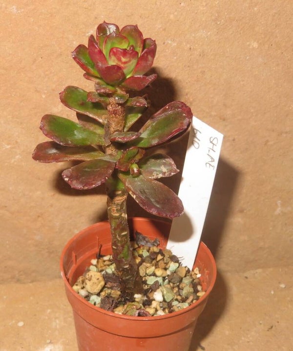 Echeveria viridissima