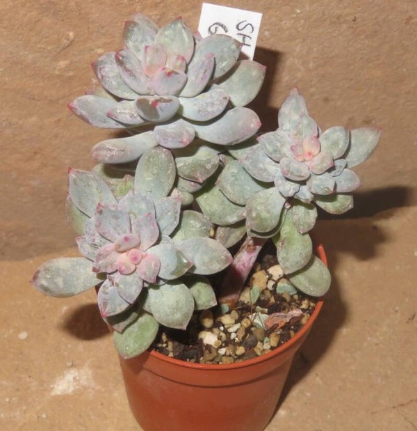 Sedeveria cv Blue Elf monstrosa