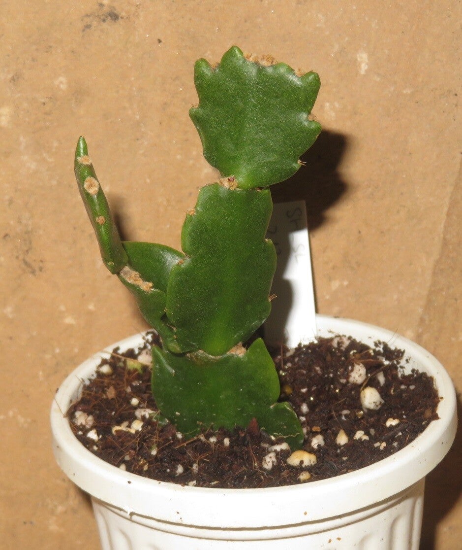 Schlumbergera cv Aspen – Weihnachtskaktus Blattkaktus