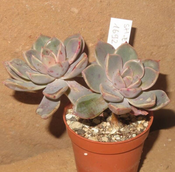 Echeveria cv Pretty in Pink