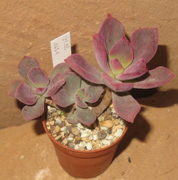 Echeveria cv Santoria