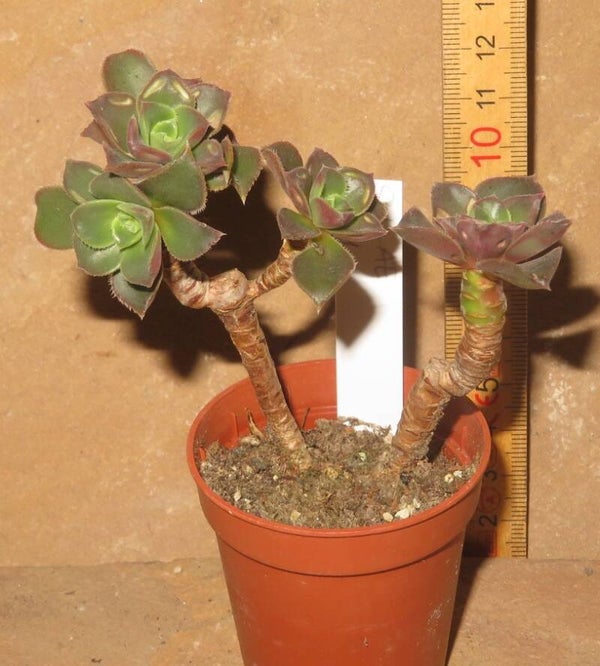 Aeonium davidbramwellii