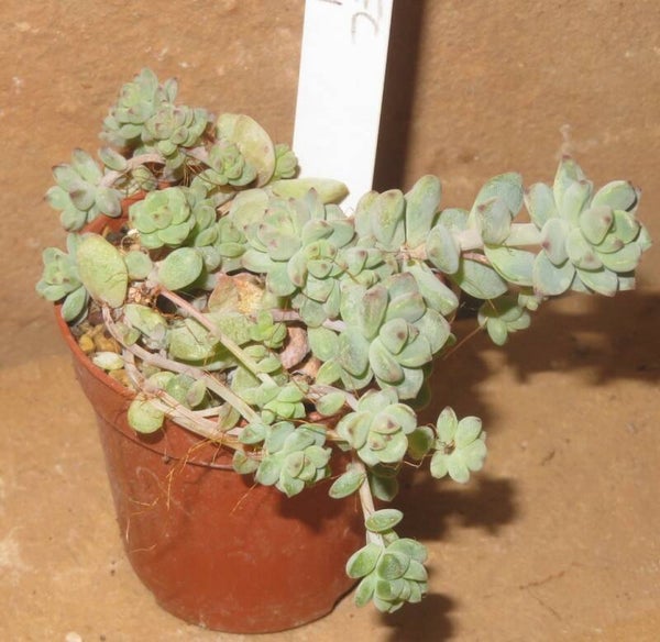 Sedum perezdelarosae