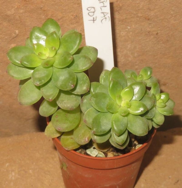 Echeveria cv Peridot ( Echeveria x Sedum)