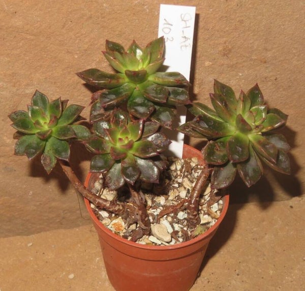 Echeveria cv Telstar