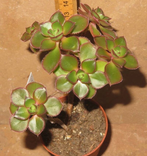 Aeonium volkeri