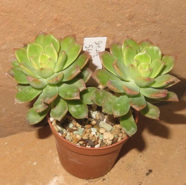Sedeveria cv Markus