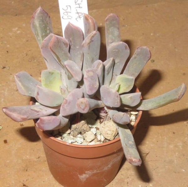 Echeveria cv Cupid