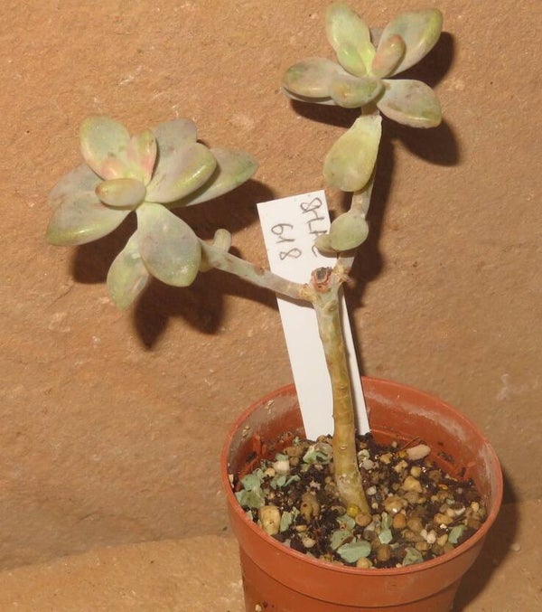 Graptoveria cv BASHFUL