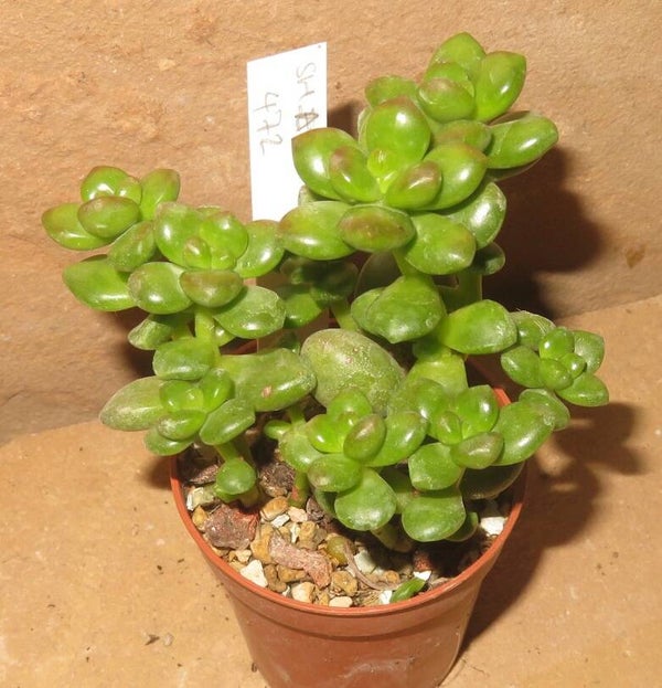 Sedum lucidum obesum