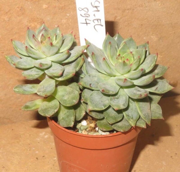 Echeveria cv Blue Flag