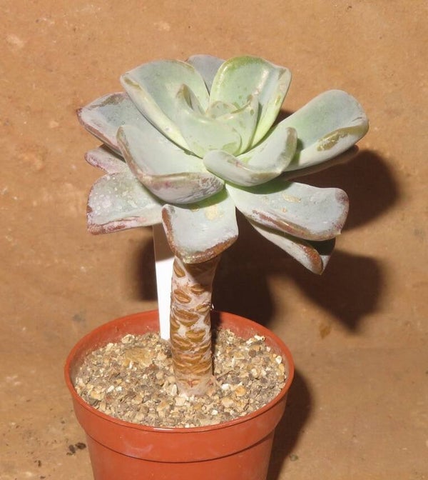 Echeveria cv Orpet