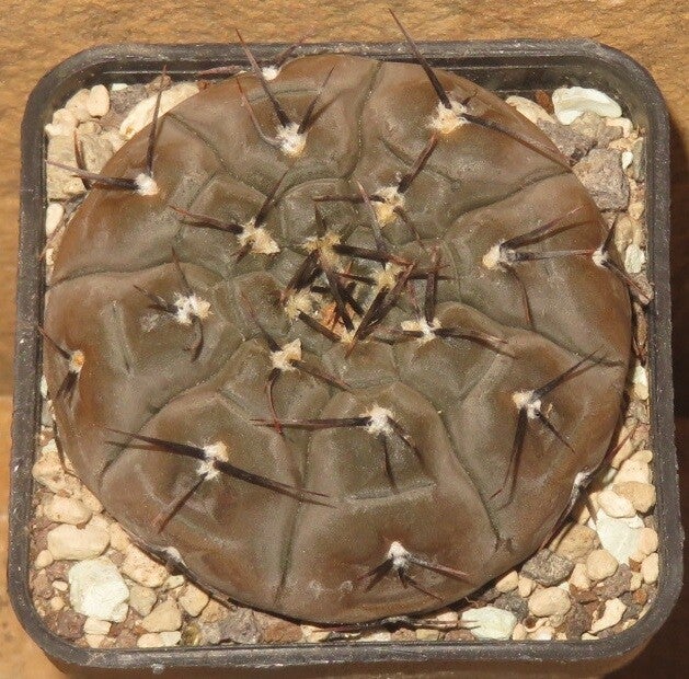 Gymnocalycium esperanzae VoS14-1791 La Rioja, Corral de Isaac, 519 m, Argentinien