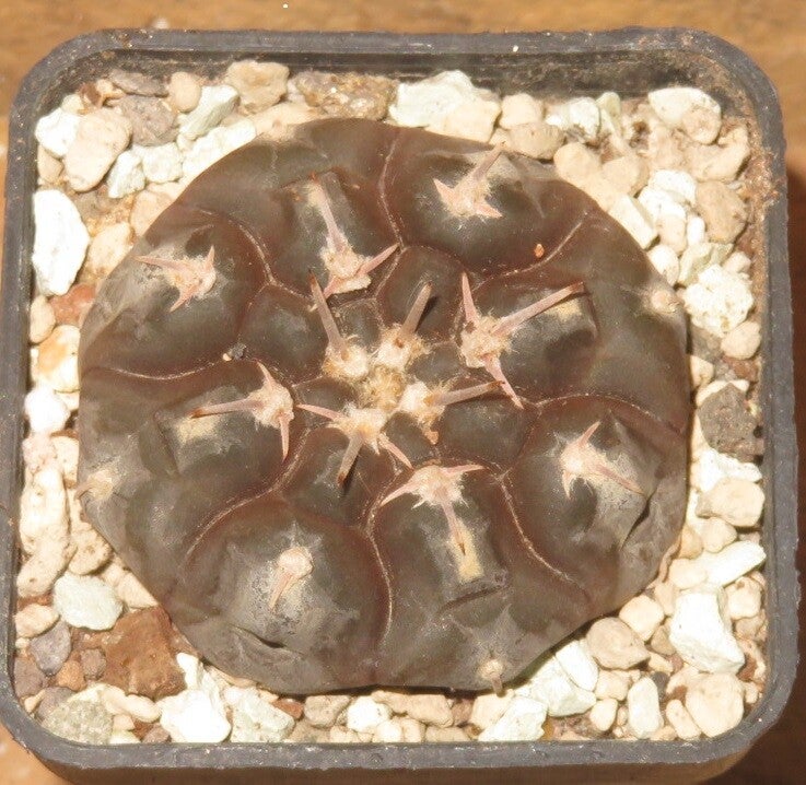 Gymnocalycium prochazkianum VG345 Quilino, Cordoba, 459m, Argentinien