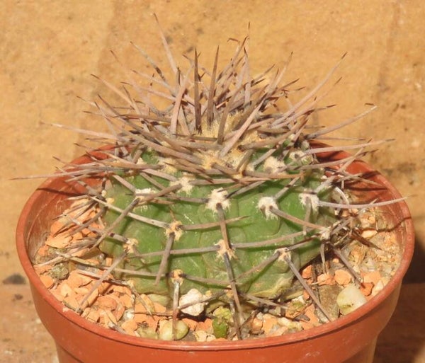 Gymnocalycium ochoterenae LB383  Lujan, Mendoza 650m Argentinien