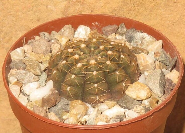 Gymnocalycium ragonesei f. roseiflorum
