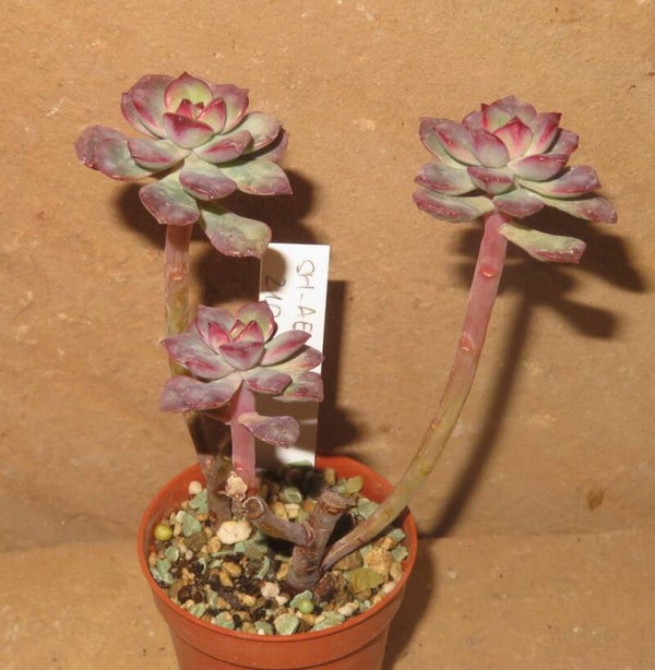 Echeveria cv Tango