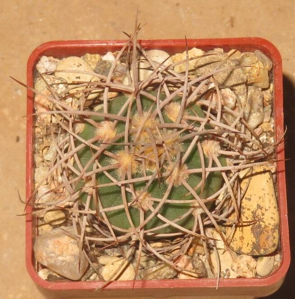 Gymnocalycium accorugatum LB438 San Agustin de Valle Fertil, San Juan, 750m, Argentinien