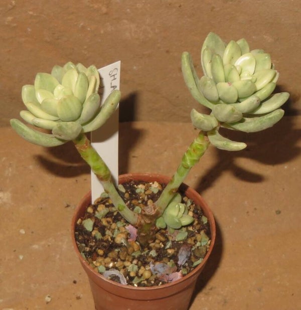 Sedum cv Alice Evans variegata