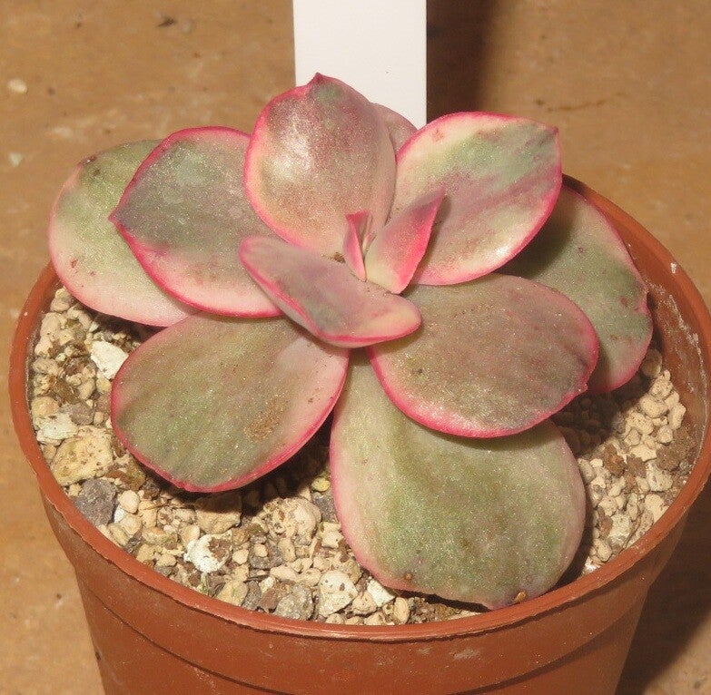 Echeveria cv SUYON variegata