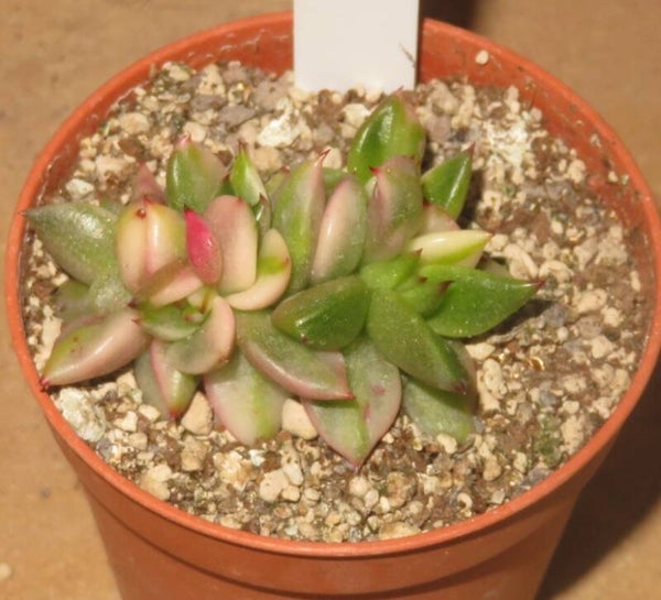 Echeveria agavoides cristata variegata