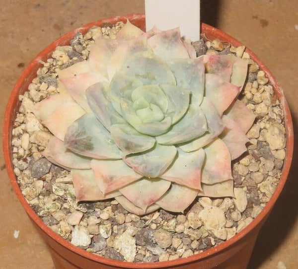 Echeveria cv Hughmillus variegata