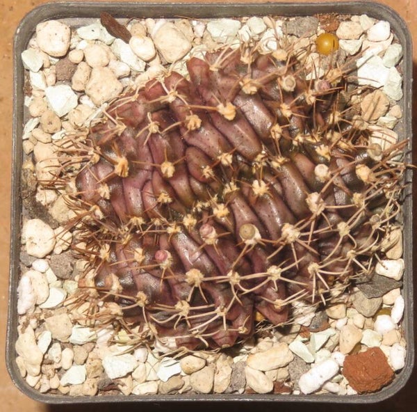 Gymnocalycium anisitsii f. cristata