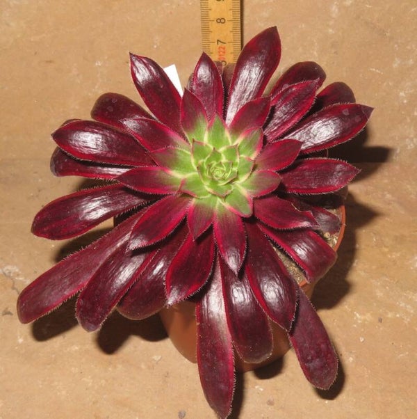 Aeonium cv Peacock variegata - Black Magic