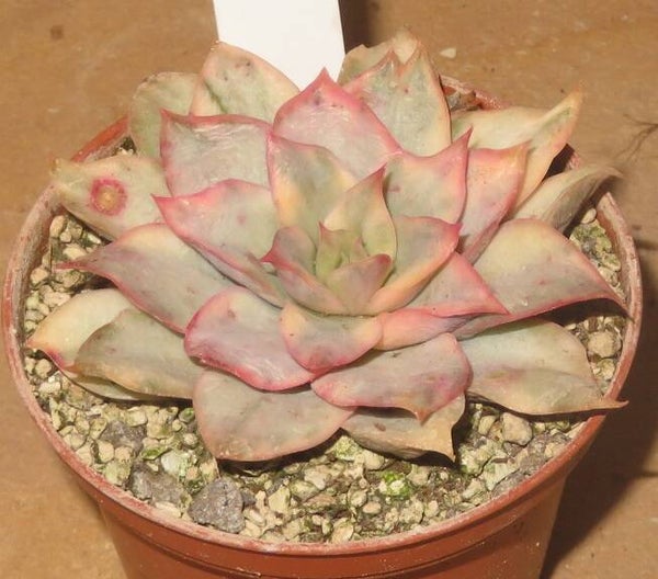 Echeveria cv Esther variegata