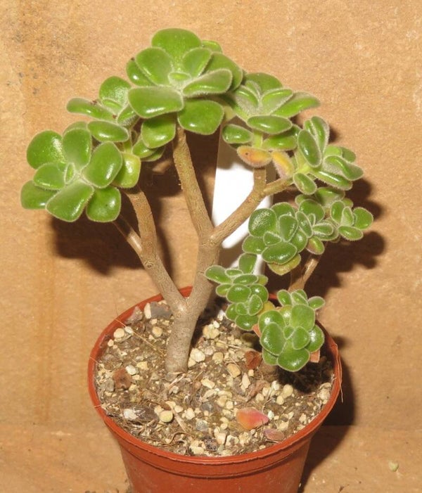 Aeonium lindleyi