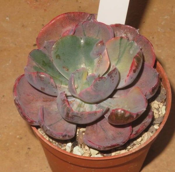 Echeveria cv Beyonce  Rainbow variegata