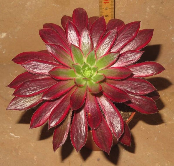 Aeonium cv Peacock variegata - Black Magic