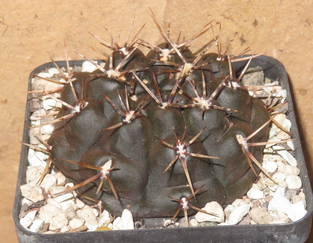 Gymnocalycium borthii VoS10-903 San Luis, Los Duraznitos, 646 m Argentinien